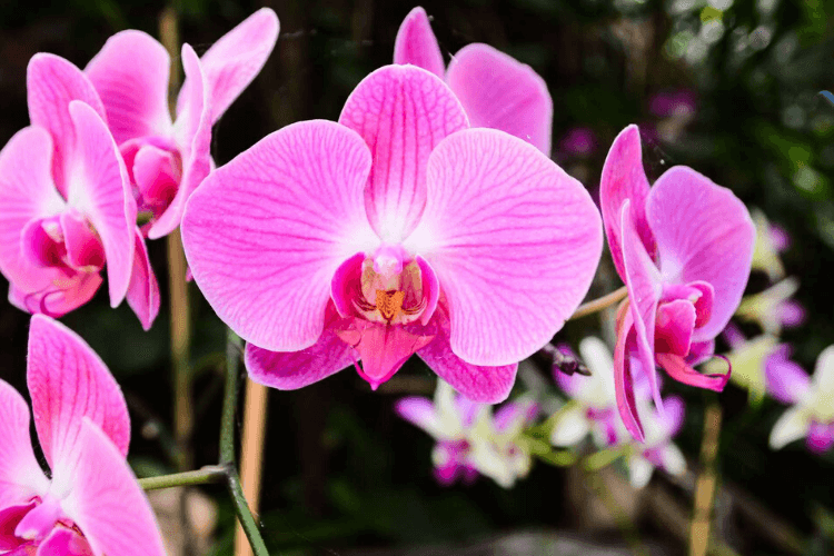 orchidee information