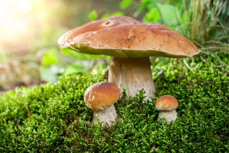 champignons pour plante pour renforcer les defenses immunitaires