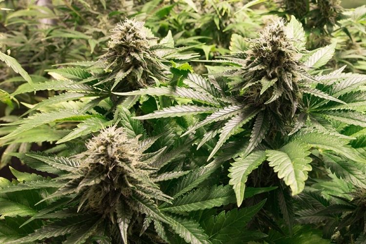10 Conseils pour réussir la culture de graines de cannabis à autofloraison