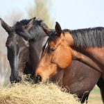7 choses à savoir pour bien nourrir son cheval