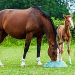 Comment choisir l’alimentation de son cheval