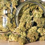 Comment conserver les têtes de cannabis après la récolte