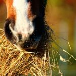 importance de la qualité du foin pour nourrir son cheval